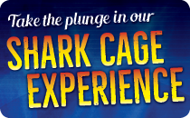 Take a plunge in our shark cage!