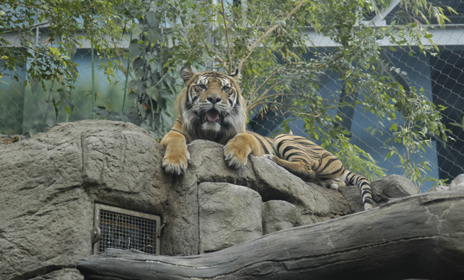 Tiger exhibit