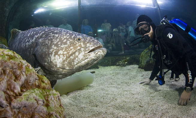 Giant grouper fish
