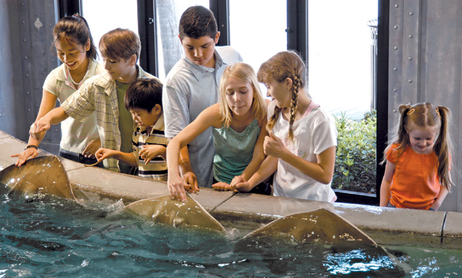 Petting stingrays at the aquarium