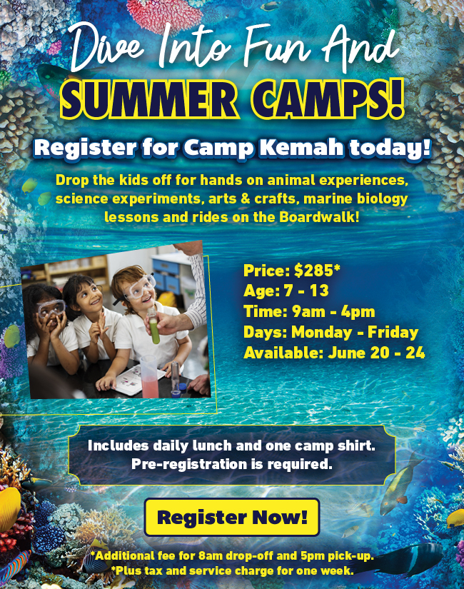 Summer Camps-Dive into fun
