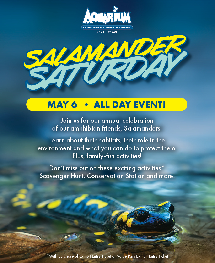 Salamander Saturday at the Aquarium Aquarium Restaurant Kemah, TX