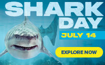 Shark Day
