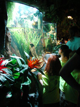 Looking at the aquarium exhibits