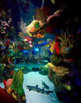 Aquarium with shark