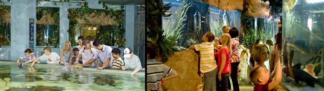 Children petting stingrays at Stingray Reef