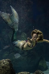 Swimming mermaid in an aquarium tank