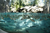 Freshwater fish exhibit