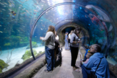 Dining at the Downtown Aquarium