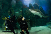 Dining at the Downtown Aquarium