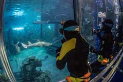 Shark Cage Experience