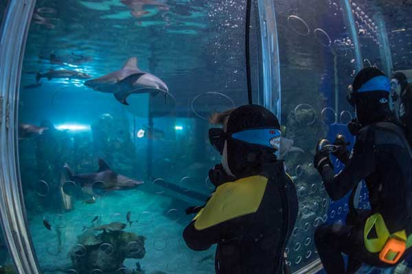 Shark Cage Experience