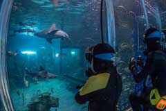 Shark Cage Experience