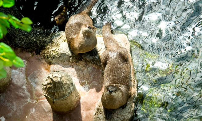 Curious otters