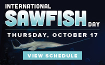 Sawfish Day