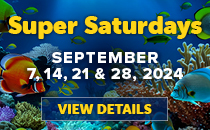 Super Saturday