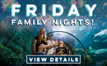 Friday Family Nights