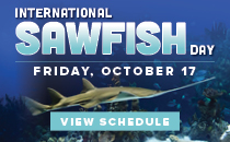 Sawfish Day