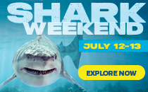 Shark Weekend