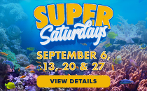 Super Saturdays