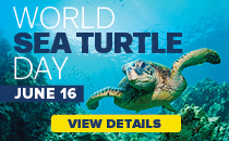 World Sea Turtle Day