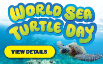 World Sea Turtle Day