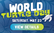 World Turtle Day