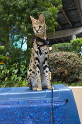 Lynx cat at the aquarium