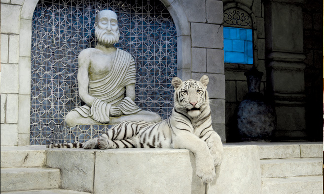 White Tiger at Houston Aquarium