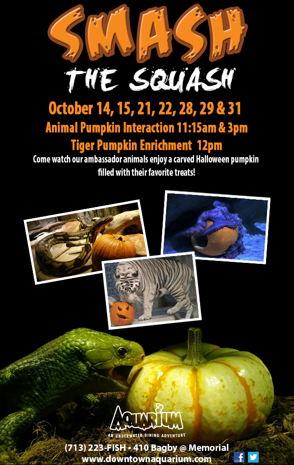 SMASH THe SQuash image.