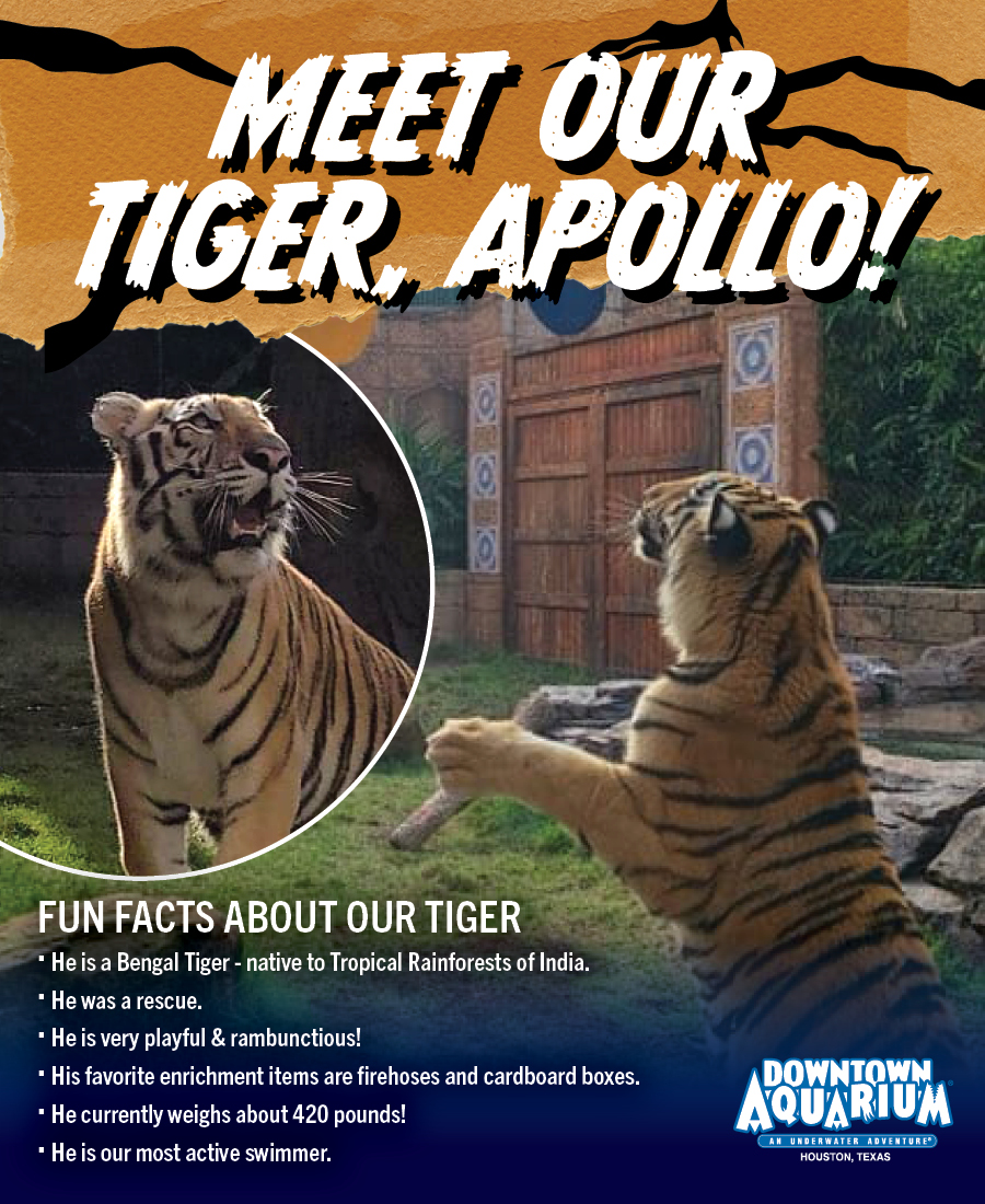 Meet Our New Tiger Cub! Learn more