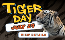 Tiger Day