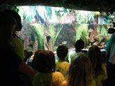 Kids checking out the aquarium