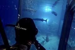 Shark Cage Experience