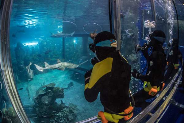 Shark Cage Experience