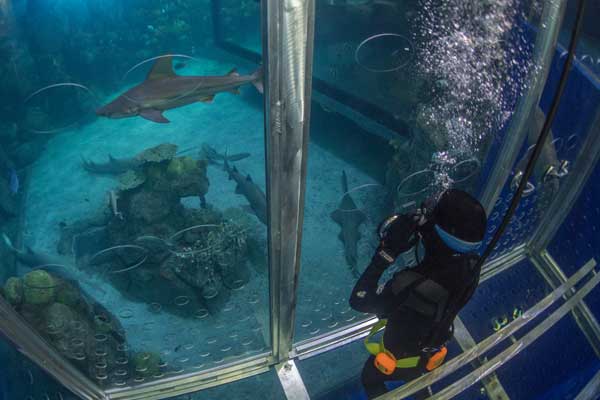 Shark Cage Experience