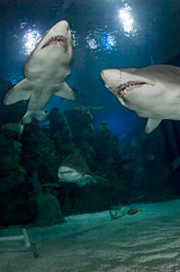 Sharksin the aquarium tank