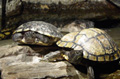 Texas Bayou Exhibit - two turtles