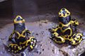 Two poison dart frogs at Rainforest Exhibit