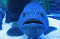 Grouper fish in aquarium