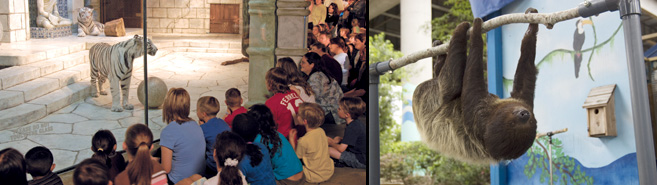 Children at the sloth exhibit