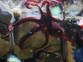 Octopus in an aquarium