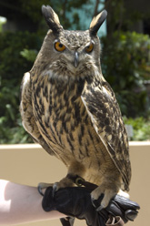 Photo of an owl