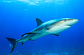 Shark Voyage Ride